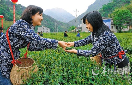 　　名茶六安瓜片原產(chǎn)地,游客身穿采茶女服裝在茶園體驗采摘新茶的樂趣。