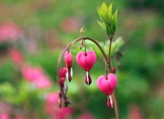 鄭州植物園內(nèi)萬紫千紅 牡丹芍藥花爭(zhēng)奇斗艷