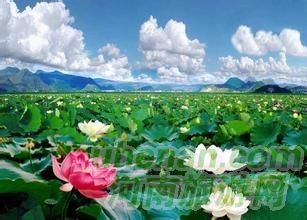 爸爸去哪兒？親密接觸荷花仙子