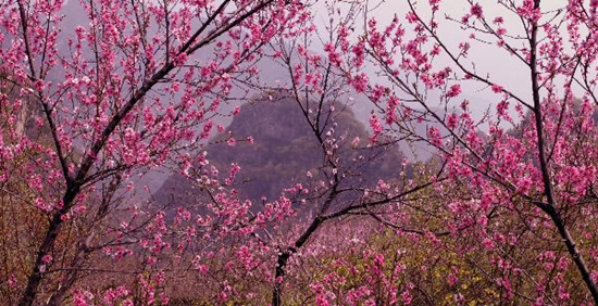 撿垃圾換玫瑰 女人節(jié) 愛在神農(nóng)山！