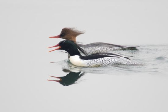 號(hào)稱(chēng)鳥(niǎo)類(lèi)之中大熊貓的中華秋沙鴨