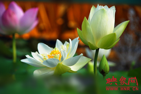 7月5日,第七屆淮陽荷花節(jié)將于7月8日正式拉開序幕。