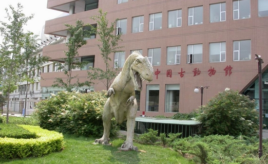 中國古動(dòng)物館里尋找記憶中的“黃河象”