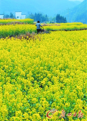 　　江嶺的油菜花已經(jīng)盛開。