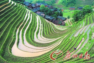 　　龍勝梯田錯(cuò)落有致。