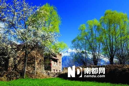 　　三月里,川西北的梨花盛放,寨子、碉樓、梨花……構(gòu)成最美的丹巴風光。