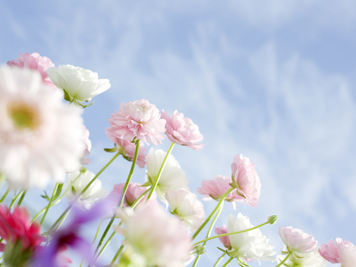 申城迎來(lái)蛇年第一波春游高峰 中長(zhǎng)途賞花線受熱捧