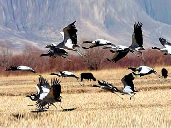 冬季觀(guān)鳥(niǎo)正當(dāng)時(shí):捕捉美麗 拍攝優(yōu)雅