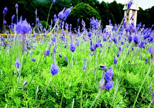　　日月潭九族文化村內(nèi)水沙連歐洲花園園區(qū)內(nèi)數(shù)十萬(wàn)株熏衣草,已開(kāi)得美不勝收,令游客陶醉。