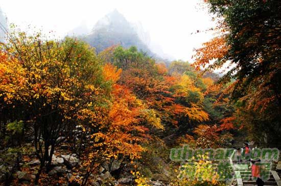深秋去堯山賞紅葉、泡溫泉、拜大佛