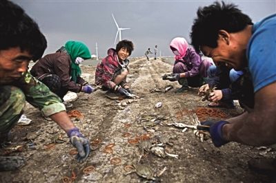 大雨將至，渤海邊的蟹池旁，蟹農(nóng)們不慌不忙地收綁梭子蟹。
