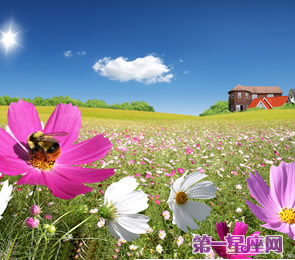 十二星座代表什么花？