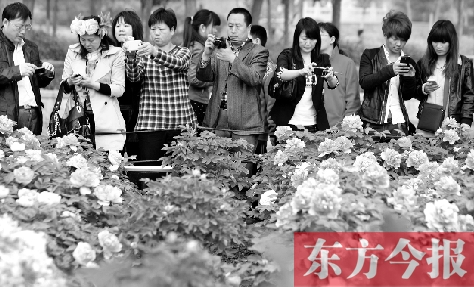 洛陽(yáng)牡丹13日迎來(lái)盛花期