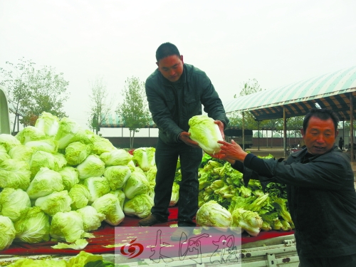 白菜進(jìn)入大量上市期,但價(jià)格卻不便宜。