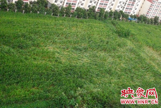 據(jù)映象網(wǎng)網(wǎng)友趙冠召反映，8月7日下午鄭州高新技術(shù)開發(fā)區(qū)突降暴雨冰雹，致使附近農(nóng)田近三分之一玉米倒伏