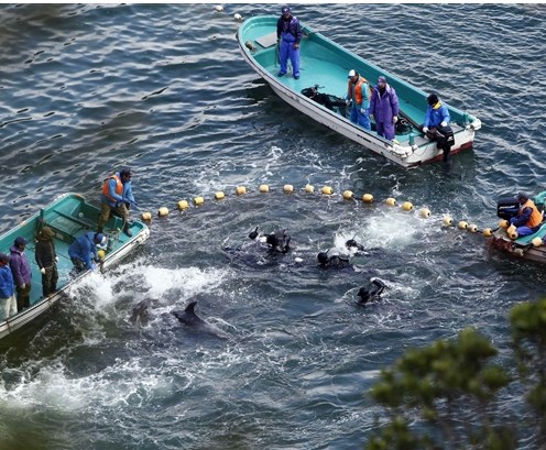 圖為當?shù)貪O民正在把海豚趕入屠殺圈內(nèi)。