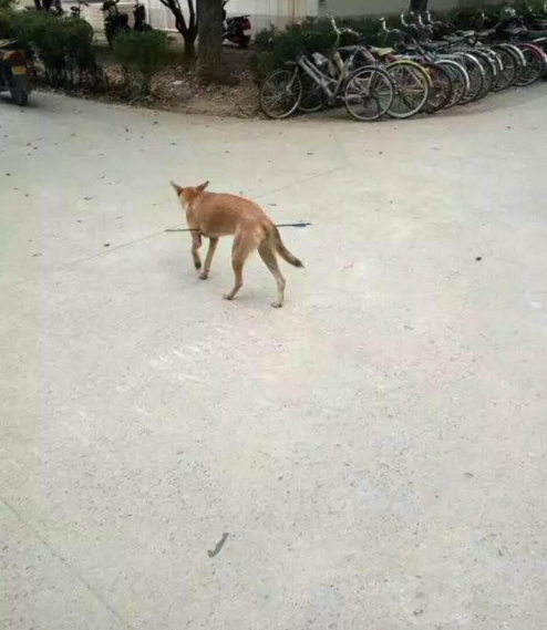 華科大校園內(nèi)，一條流浪狗腹部被箭射穿，地上留著斑斑血跡。