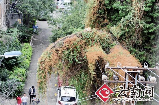 小貓蹲在一根纏滿了藤蔓的樹枝上。