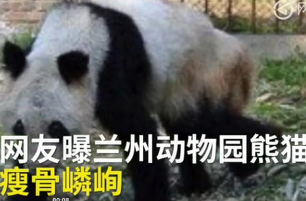網(wǎng)曝熊貓瘦成皮包骨 大熊貓“蜀蘭”瘦骨嶙峋口吐白沫蘭州動物園引質(zhì)疑