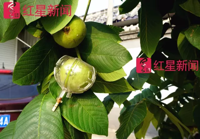 文玩核桃遇冷由幾萬一對降到5元沒人要？商戶否認(rèn)
