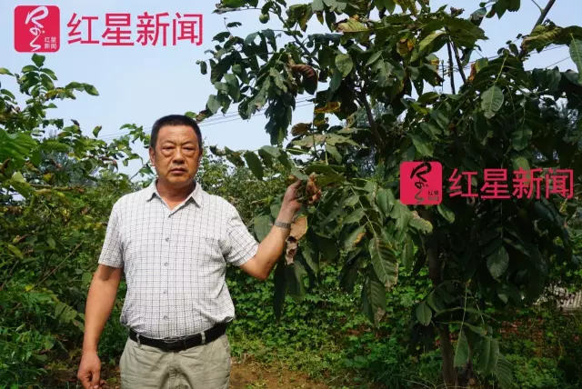 文玩核桃遇冷由幾萬一對降到5元沒人要？商戶否認(rèn)
