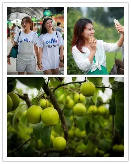 美女與香梨，你更愛哪一個？！