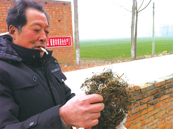 邢瑞亭向記者展示晾曬后的水芹菜，如今這種野菜也成為農(nóng)民餐桌上的香餑餑