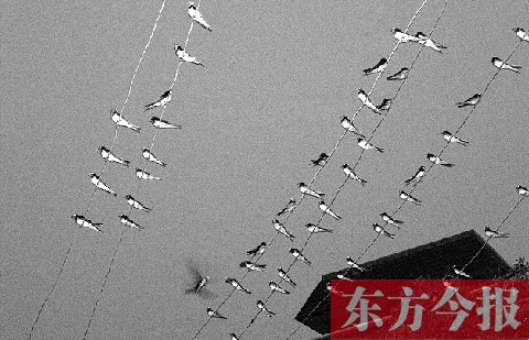 濟源市克井鎮(zhèn)苗莊村一戶農(nóng)家的晾衣繩上，上百只燕子來做客