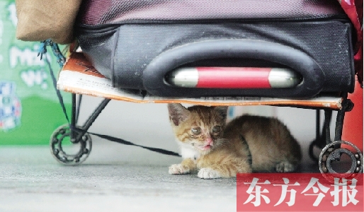 昨日，鄭州火車站廣場。一只小貓鉆到了行李下躲避烈日