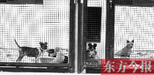 被主人遺棄的小狗暫時(shí)寄居在鄭州市犬只收容中心內(nèi)，如果沒有人來認(rèn)領(lǐng)，他們將被處以安樂死