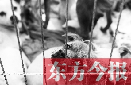 一只流浪狗狗被捕捉進(jìn)籠子 東方今報首席記者 劉棟杰 攝