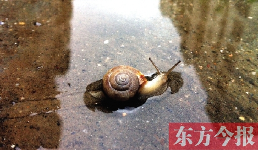 堵車俺不怕，就怕發(fā)大水，這不，一大早蹚水過街，現(xiàn)在已經(jīng)是下午了，俺還在馬路中間呢