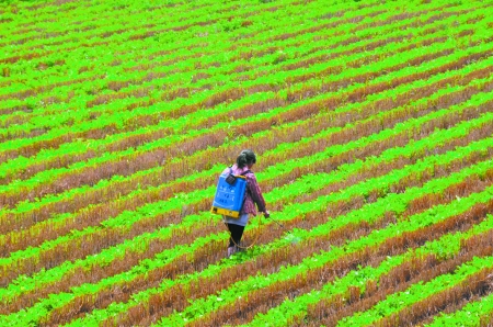 6月28日，內(nèi)黃縣東莊鎮(zhèn)馬固村農(nóng)民在花生地里噴施農(nóng)藥。
