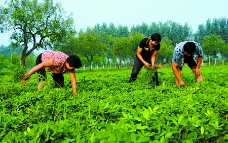 7月16日，內(nèi)黃縣后河鎮(zhèn)余莊村村民在花生地里除草。