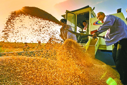 根據(jù)國(guó)家統(tǒng)計(jì)局核定結(jié)果，我省2012年糧食總產(chǎn)量達(dá)到1127.72億斤，成為第9個(gè)連續(xù)增產(chǎn)年份。