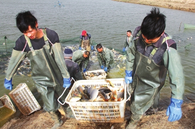 3月18日，漁民在溫縣黃河鯉魚生態(tài)養(yǎng)殖基地捕魚，近日，溫縣3000畝黃河鯉魚生態(tài)養(yǎng)殖基地的頭茬魚開始