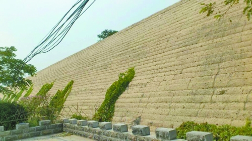 開封城墻修復(fù)過程中護(hù)坡植被清除