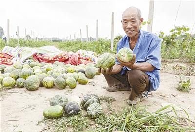種的是“三白瓜”，長出來的瓜非常雜，其中最多的是本地甜面瓜，俗稱“一窩猴”