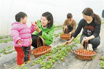 反季節(jié)水果帶動農(nóng)戶致富