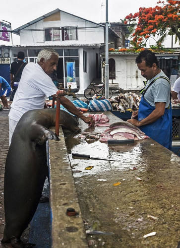 海獅變魚攤?？?排隊“購買”金槍魚