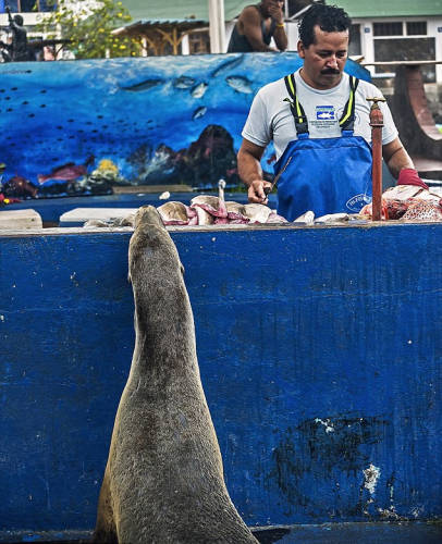 海獅變魚攤?？?排隊“購買”金槍魚