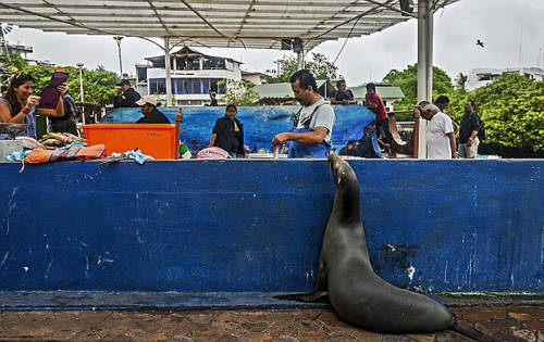 海獅變魚攤?？?排隊“購買”金槍魚