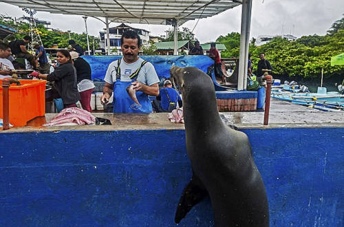 海獅變魚攤?？?排隊“購買”金槍魚