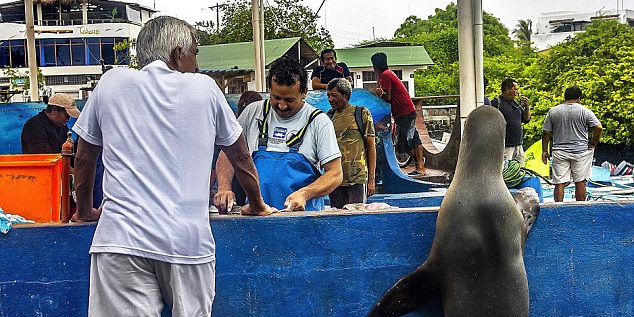 海獅變魚攤?？?排隊“購買”金槍魚