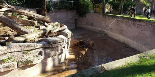 西班牙男子跳進(jìn)動物園獅子山