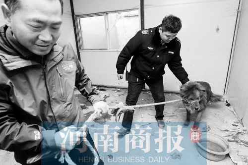 麻藥起作用后，這只藏獒被執(zhí)法人員控制