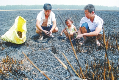 　村民為挽回一點(diǎn)損失，只得撿拾一些燒焦的麥穗。