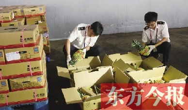 昨日，檢驗檢疫人員正對剛從臺灣進口的水果進行檢驗