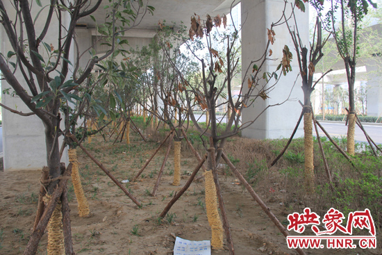 北三環(huán)經(jīng)三路橋下種的樹木有的葉子已經(jīng)干枯。