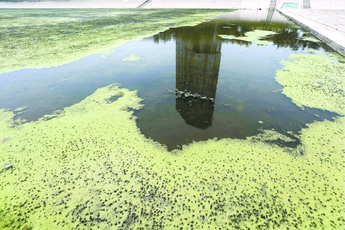 幾近干涸、臭氣熏天、長(zhǎng)滿水草的東風(fēng)渠，已不見(jiàn)往日容顏　 記者 侯建勛/攝